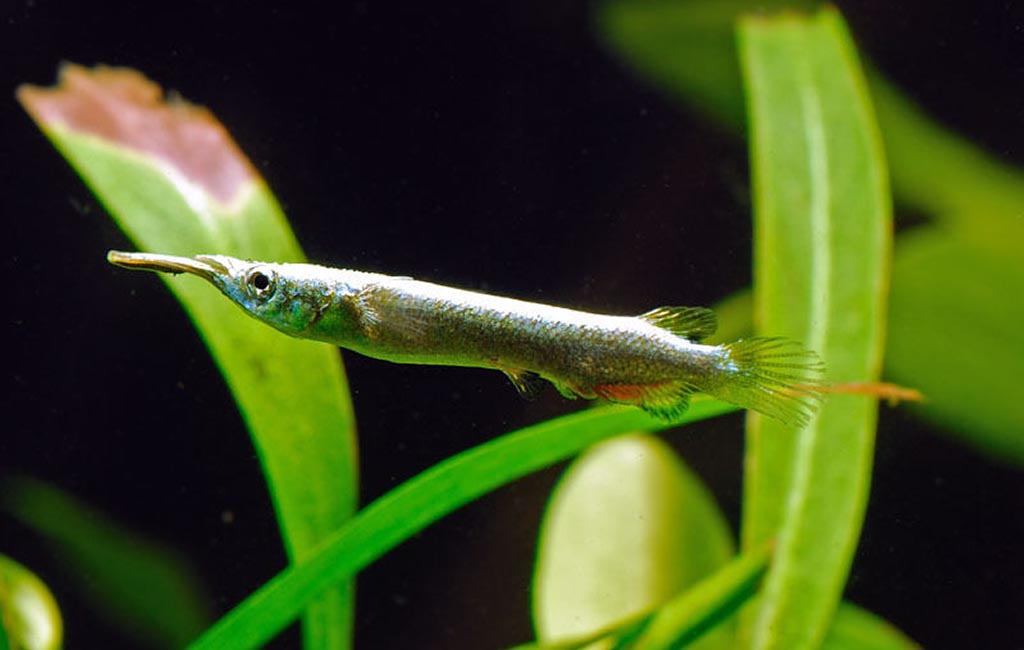 halfbeak fish