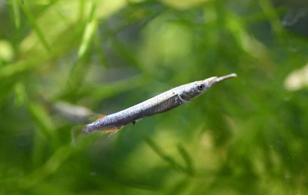 How Big is a Halfbeak Fish