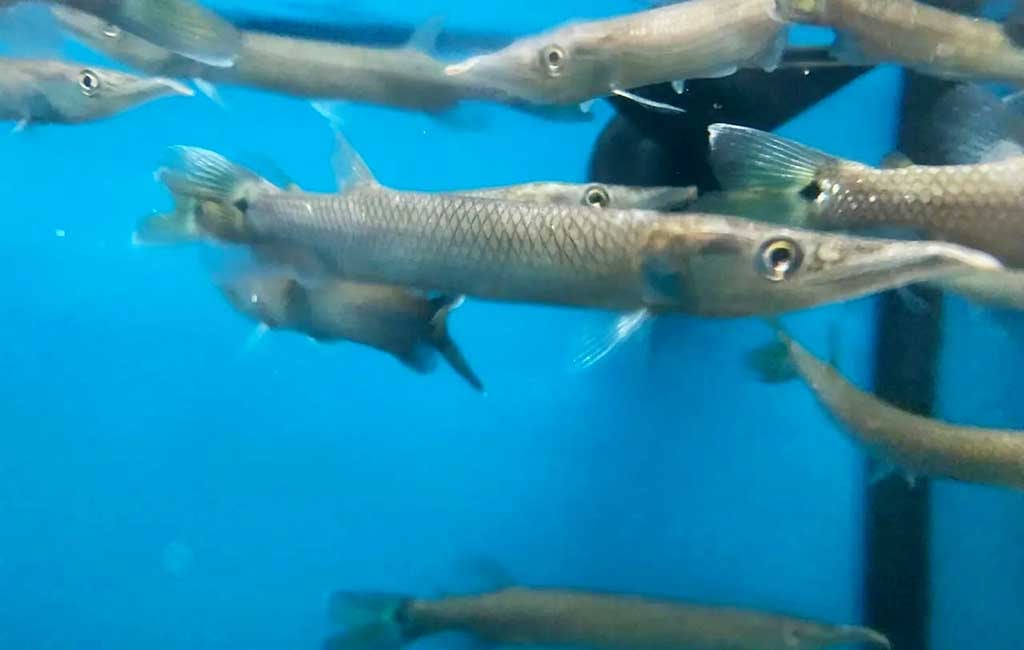 halfbeak fish with shrimp