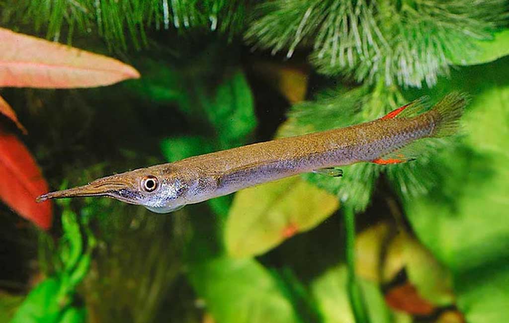 halfbeak fish tank mates