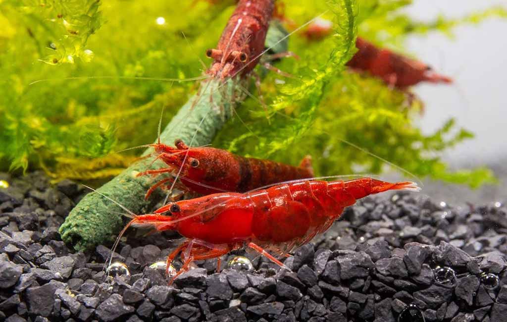 how many cherry shrimp