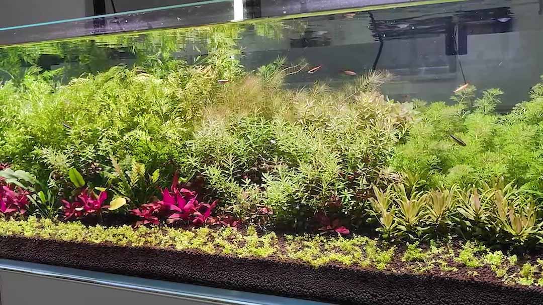 79 gallons long tank aquascaping