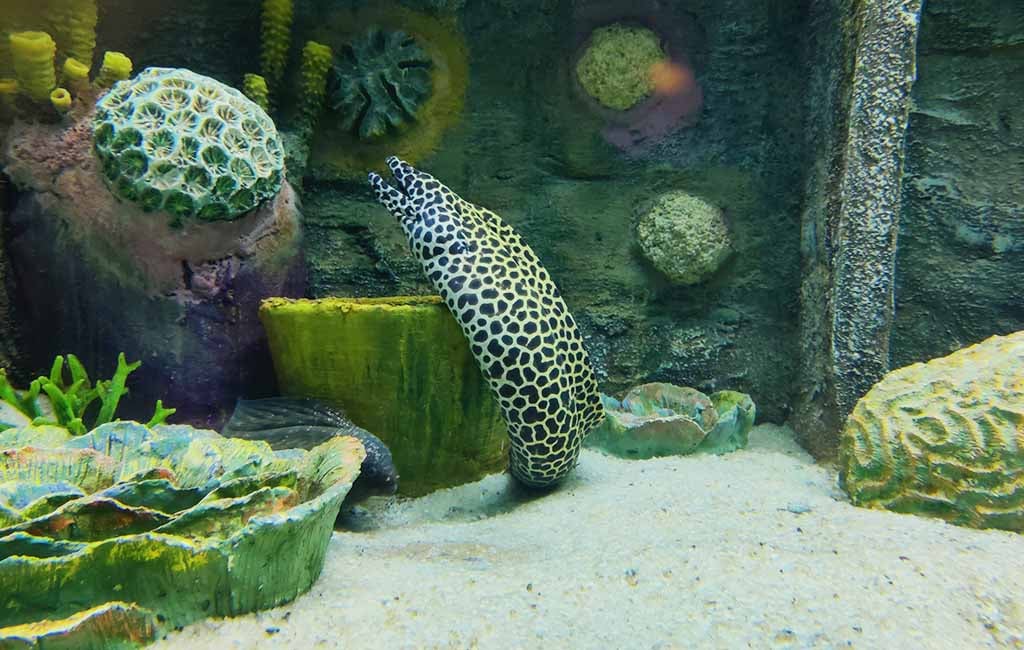 Inert Substrate in an Aquarium