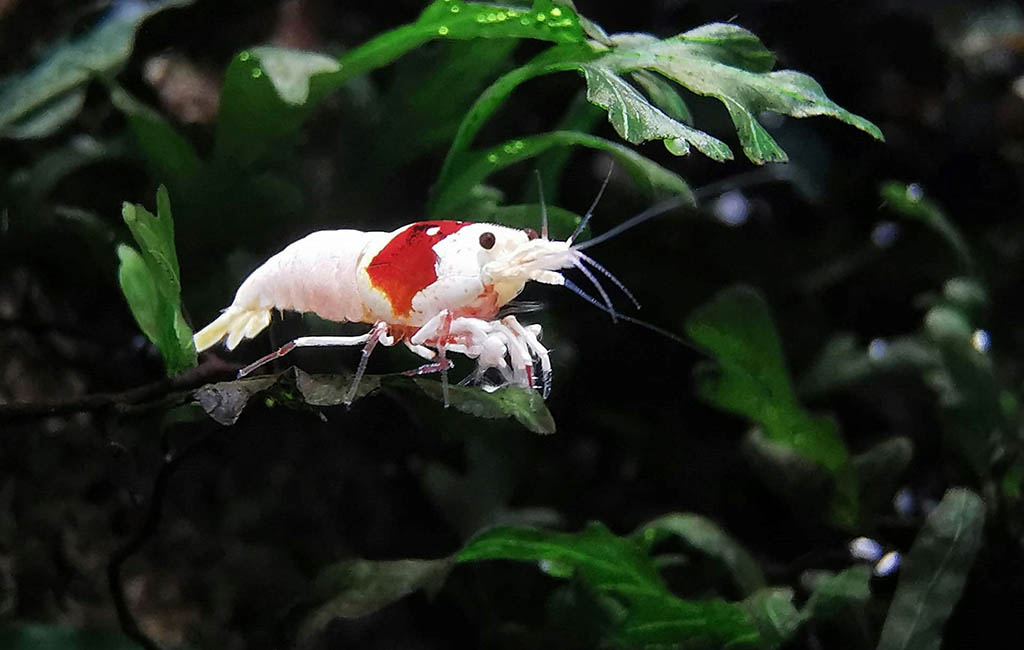 shrimp substrate