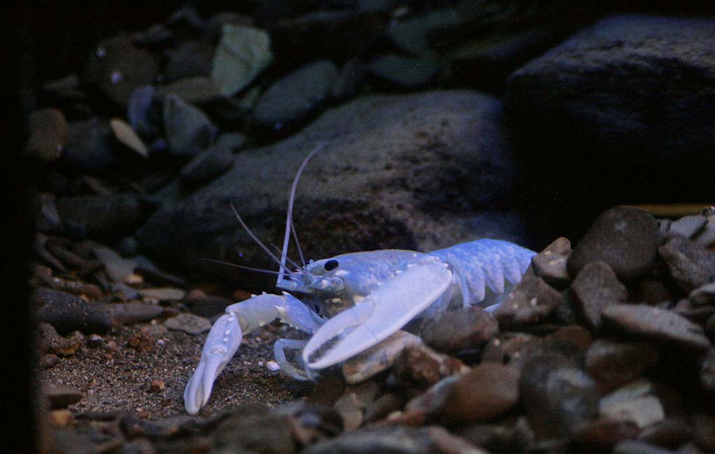 best substrate for shrimp