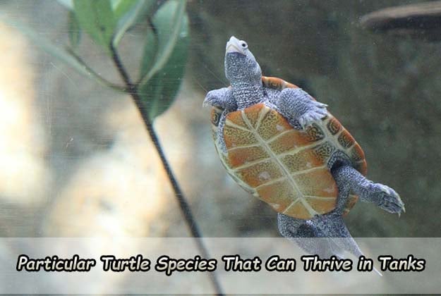 Particular Turtle Species That Can Thrive in Tanks