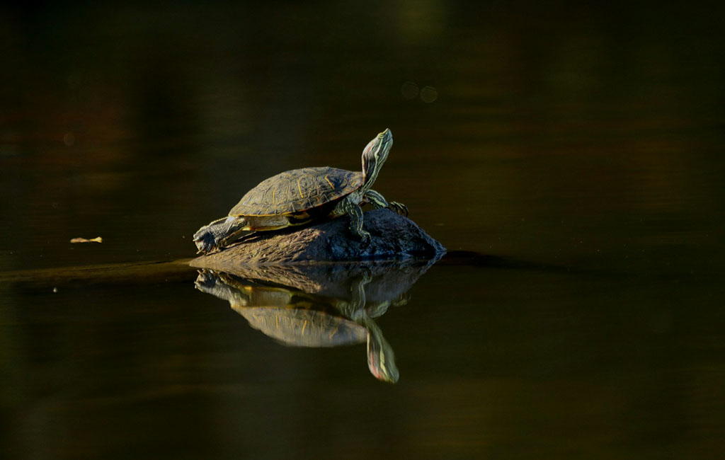 Particular Turtle Species