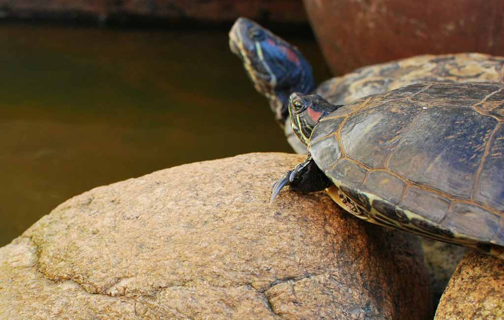 How to Keep a Pet Turtle
