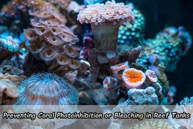 Preventing Coral Photoinhibition or Bleaching in Reef Tanks