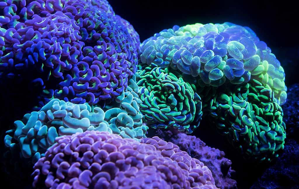 what is coral bleaching