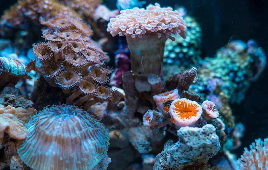 coral reef bleaching