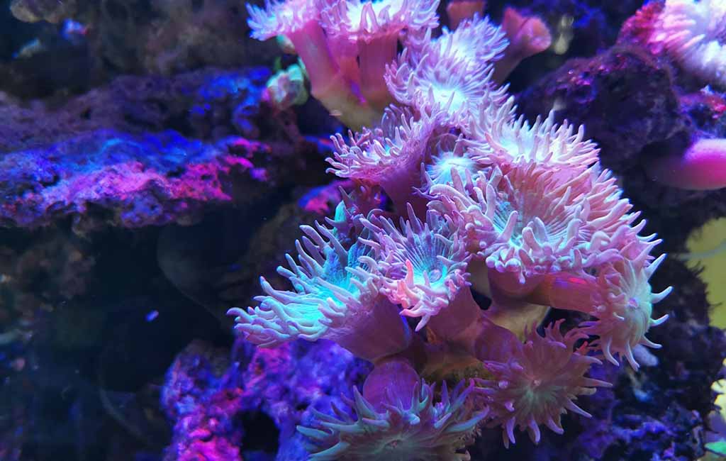 what causes coral bleaching