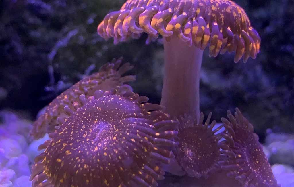 Prevent Coral Bleaching and Photoinhibition