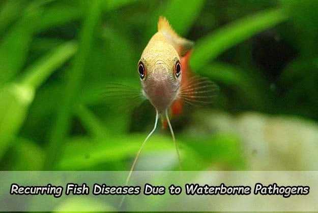 Recurring Fish Diseases Due to Waterborne Pathogens