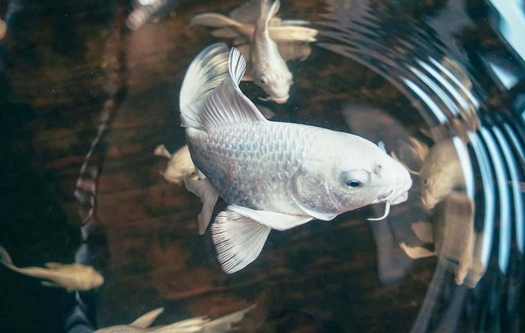 waterborne pathogens in fish tank