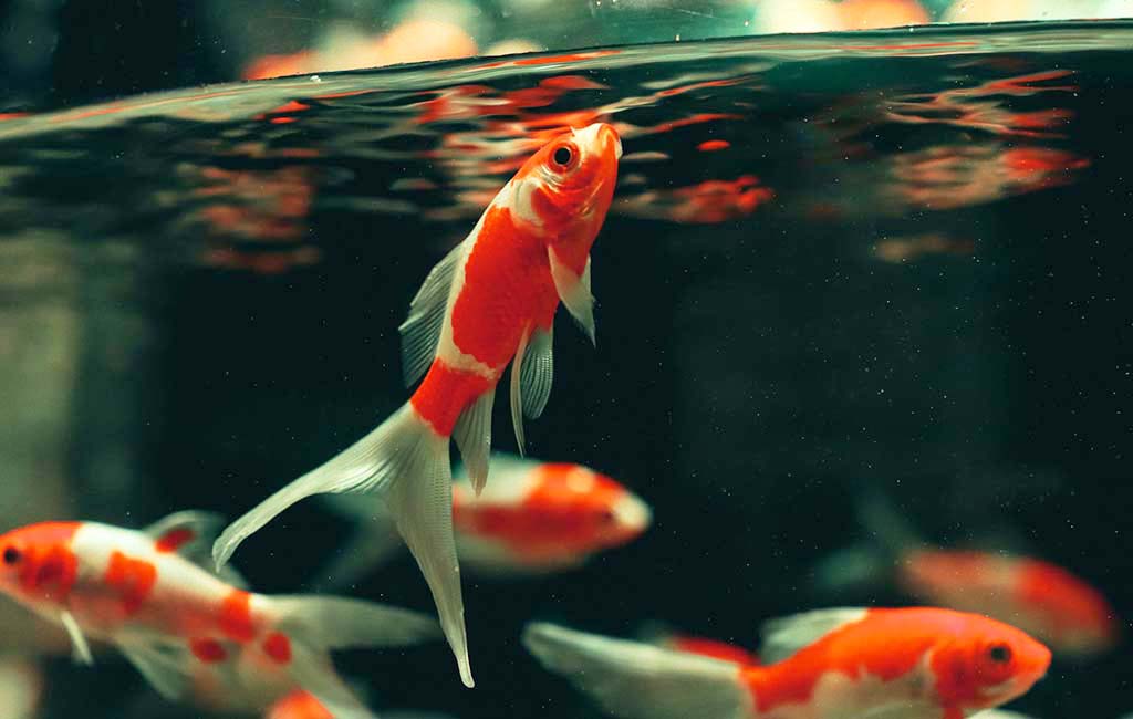recurring fish diseases