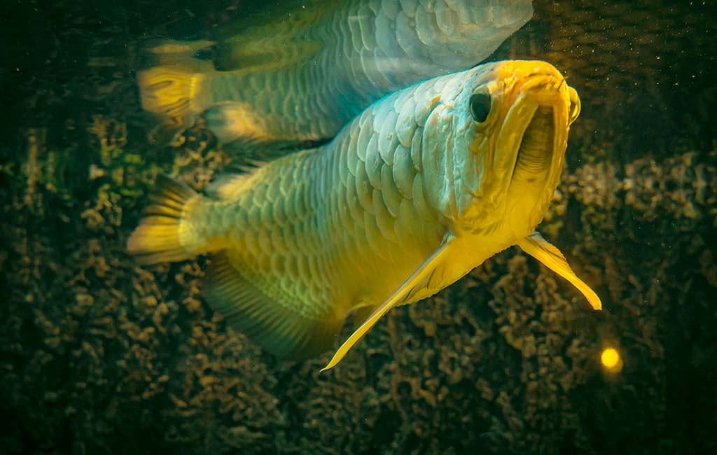 Prevent Recurring Fish Diseases