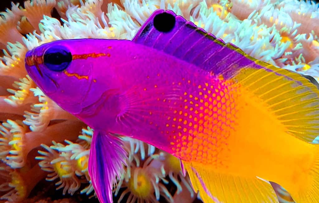 royal gramma fish