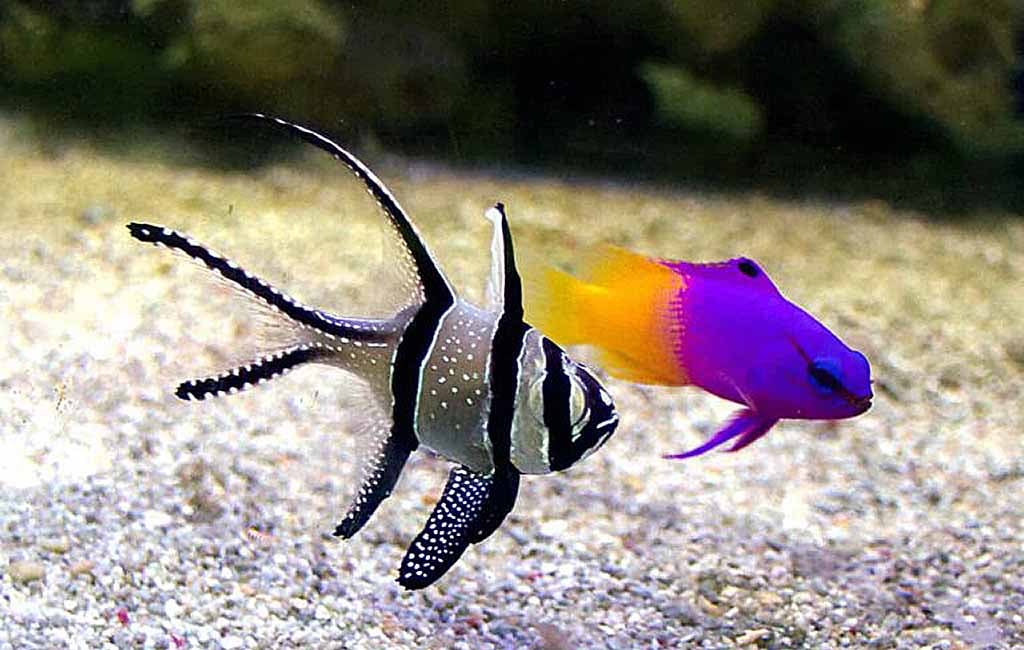 royal gramma tank mates