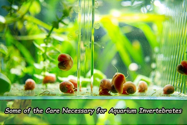 Some of the Care Necessary for Aquarium Invertebrates