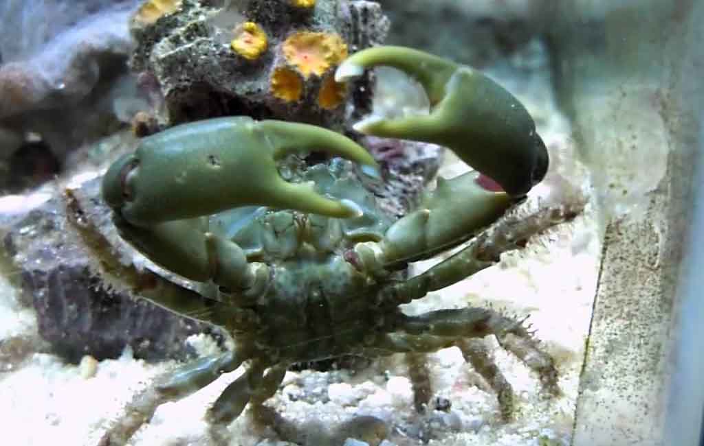 Easiest Invertebrates for Saltwater Aquarium
