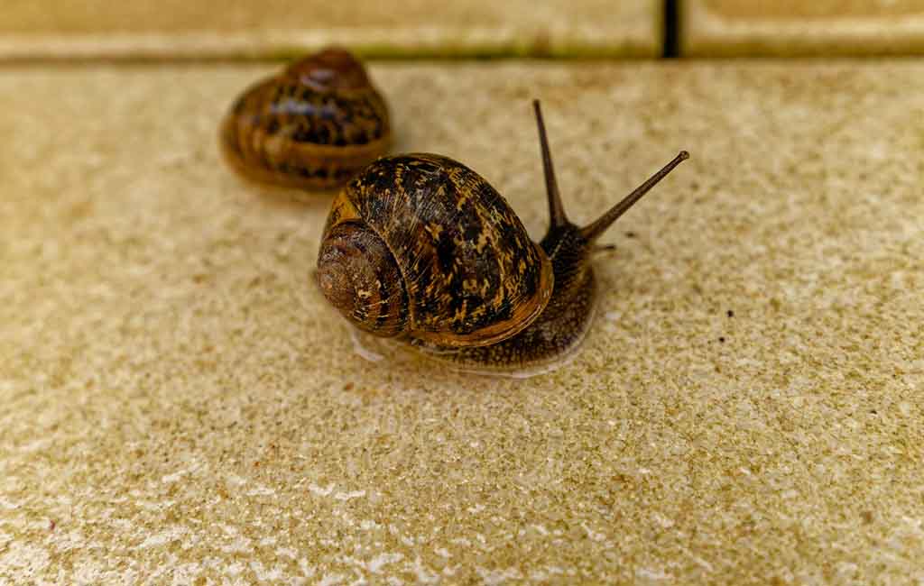 aquarium invertebrate care