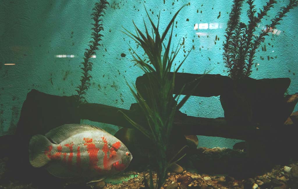 Test brackish water