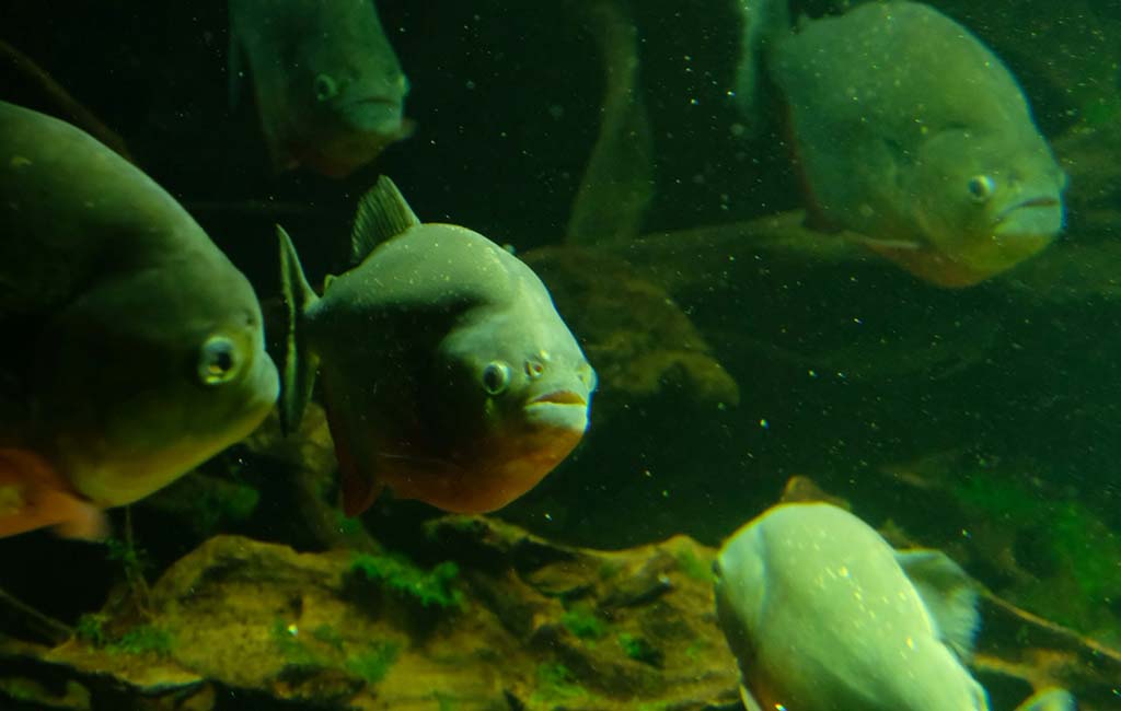 Brackish Water And Seawater