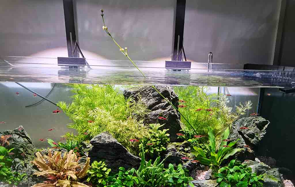 Echinodorus quadricostatus