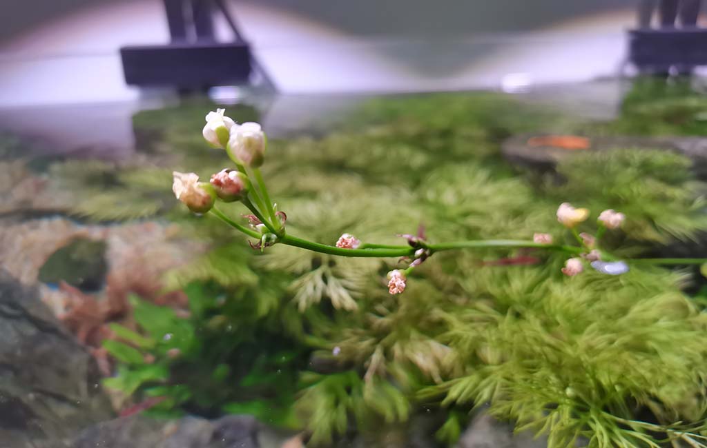 Echinodorus quadricostatus bloom