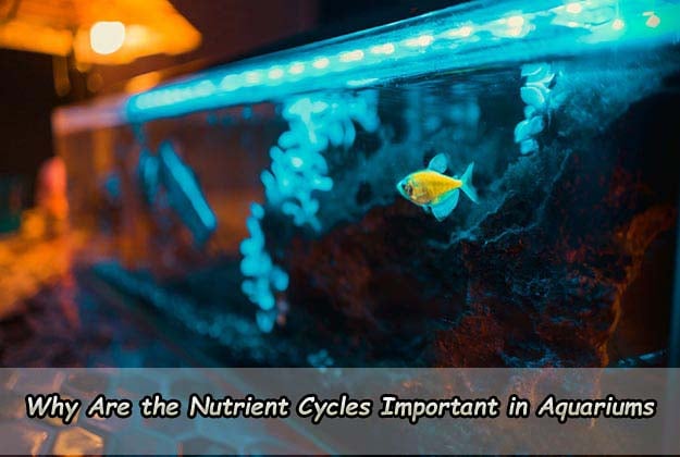 Why Are the Nutrient Cycles Important in Aquariums