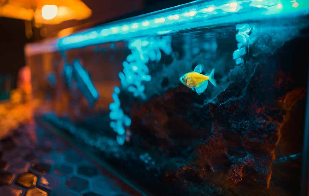 nutrient cycle in aquariums