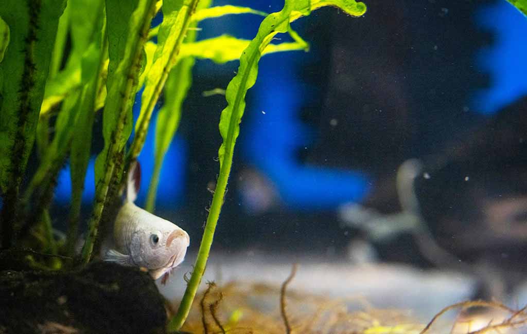 Maintaining Nutrient Cycling