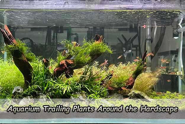 Aquarium Trailing Plants Around the Hardscape