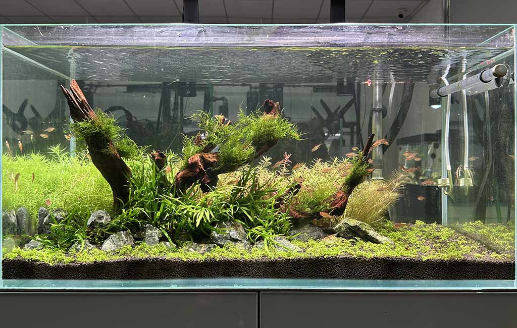 aquarium plants trail around