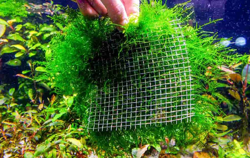 Awesome Trailing Aquarium Plants