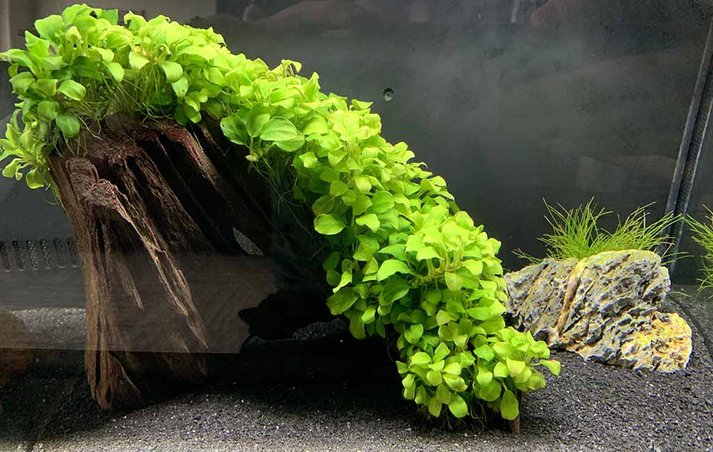 best trailing plants