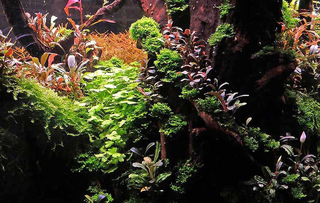 trailing aquarium plants