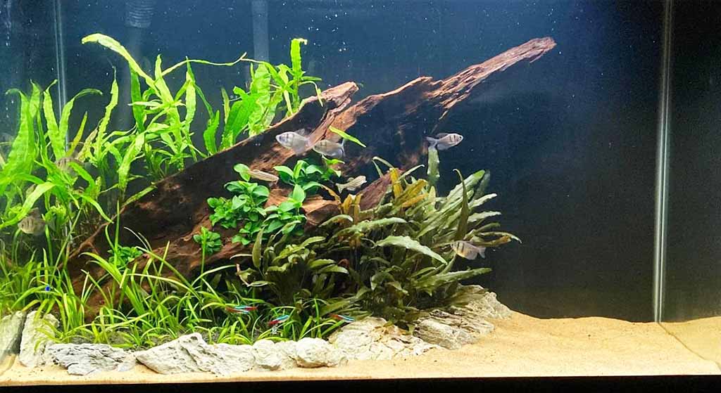 Make Trailing Plants Around the Aquarium