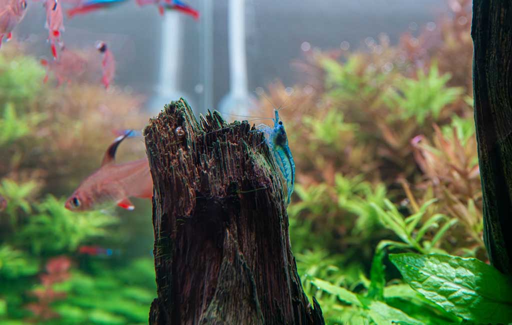 plant benefits for shrimp