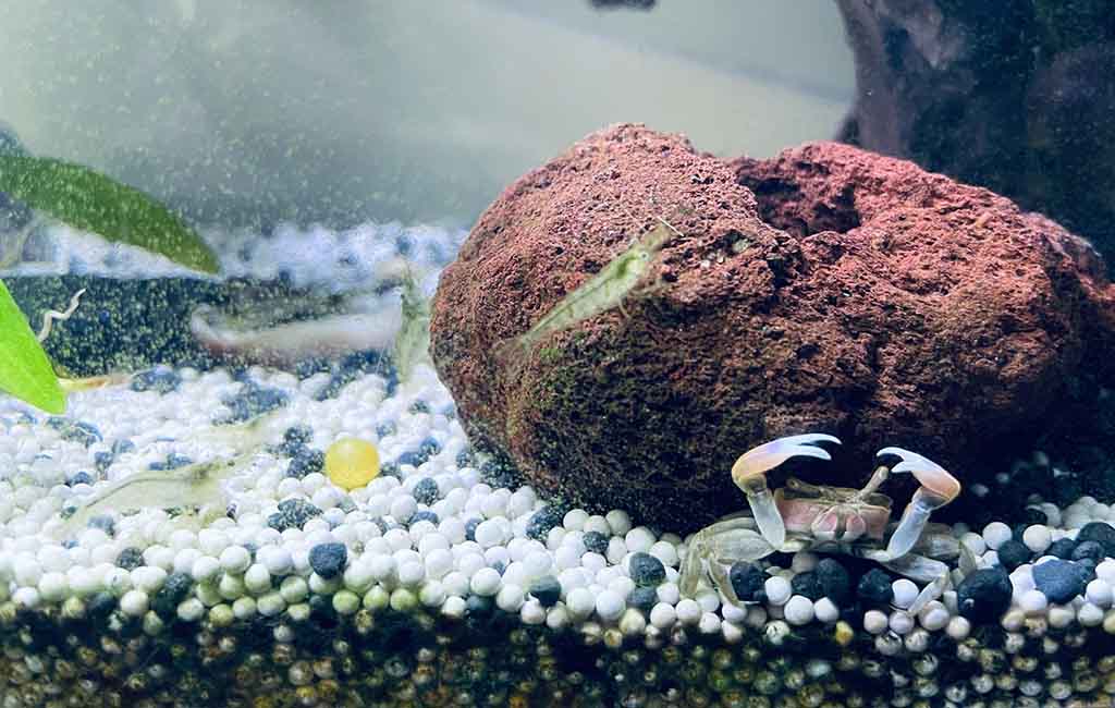 planted shrimp tank