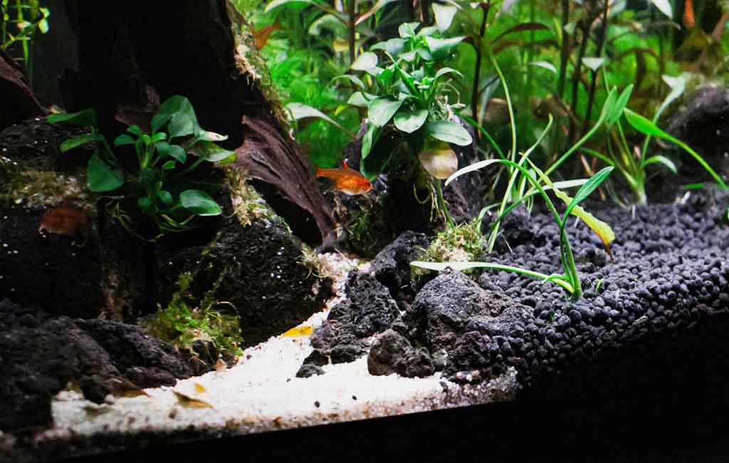 shrimp tanks require some water changes