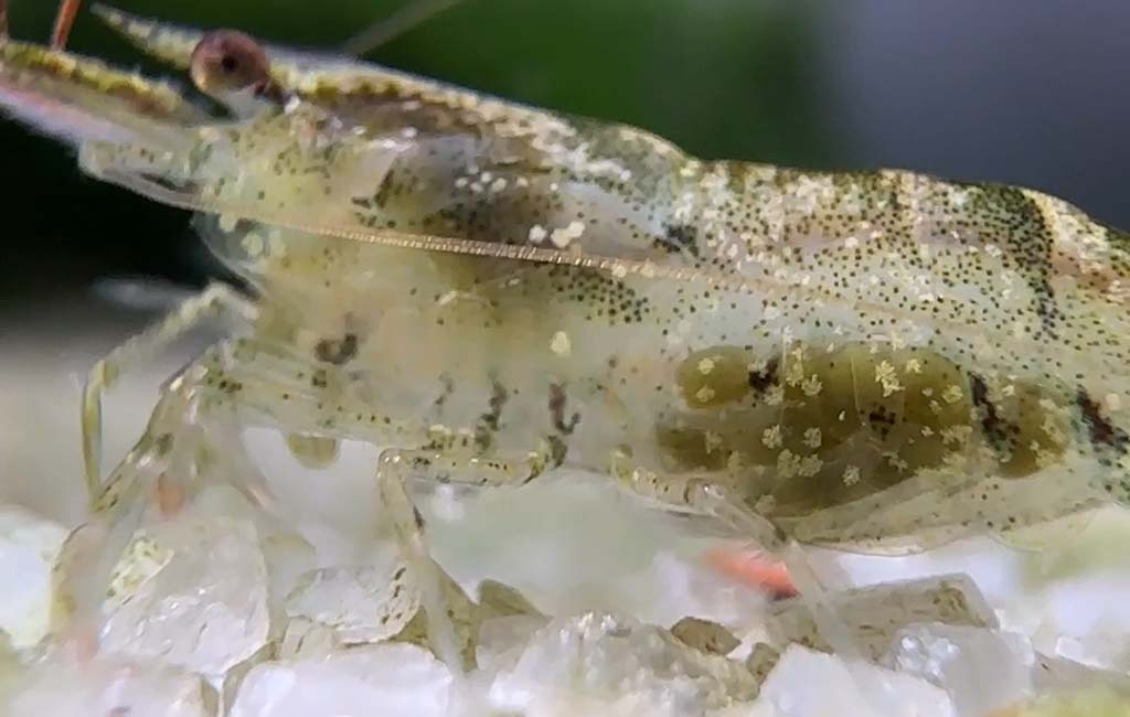 How to Change Water Without Harming Shrimp