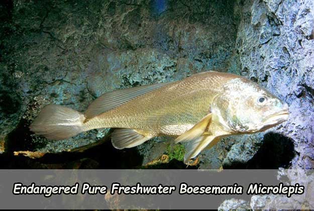 Endangered Pure Freshwater Boesemania Microlepis