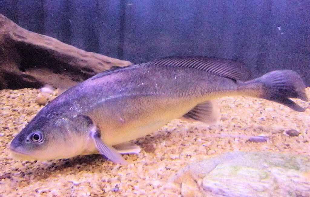 Boesemania microlepis
