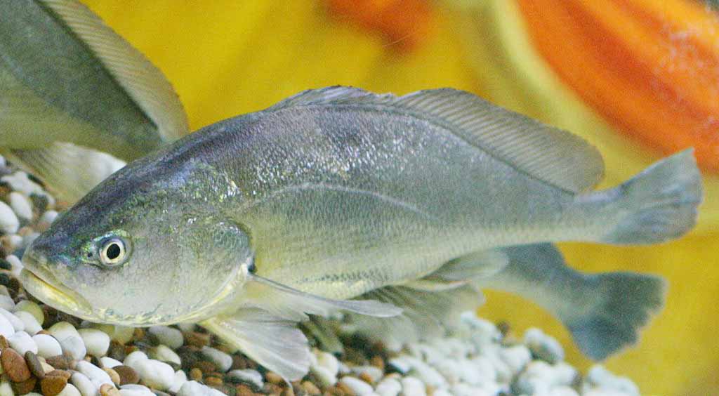 The Anecdote of Boesemania Microlepis
