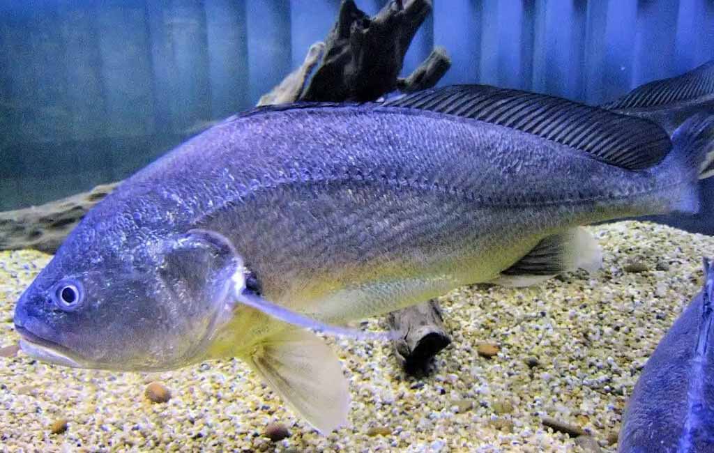 threats causes endangered Boesemania microlepis