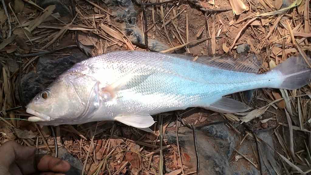 endangered Boesemania microlepis