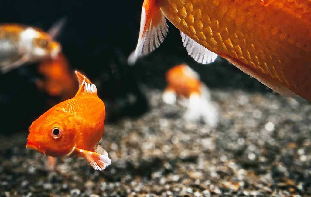 beneficial bacteria for aquarium