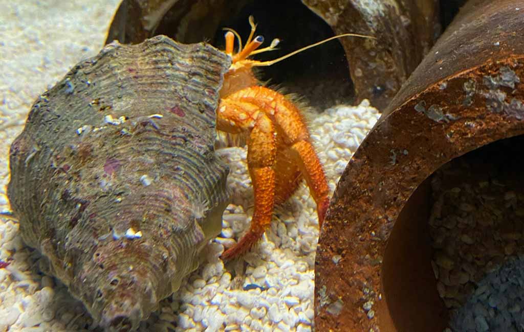 Increase Beneficial Bacteria for Aquariums